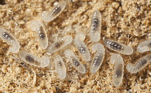 larve trasparenti di lasius niger
