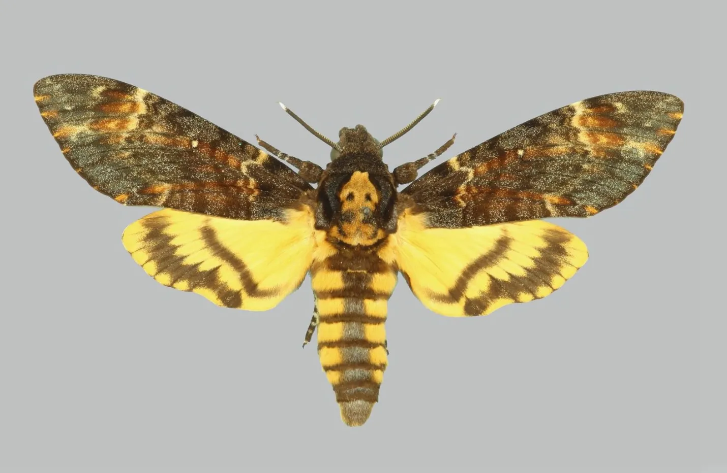 Acherontia atropos: foto dell'infestante