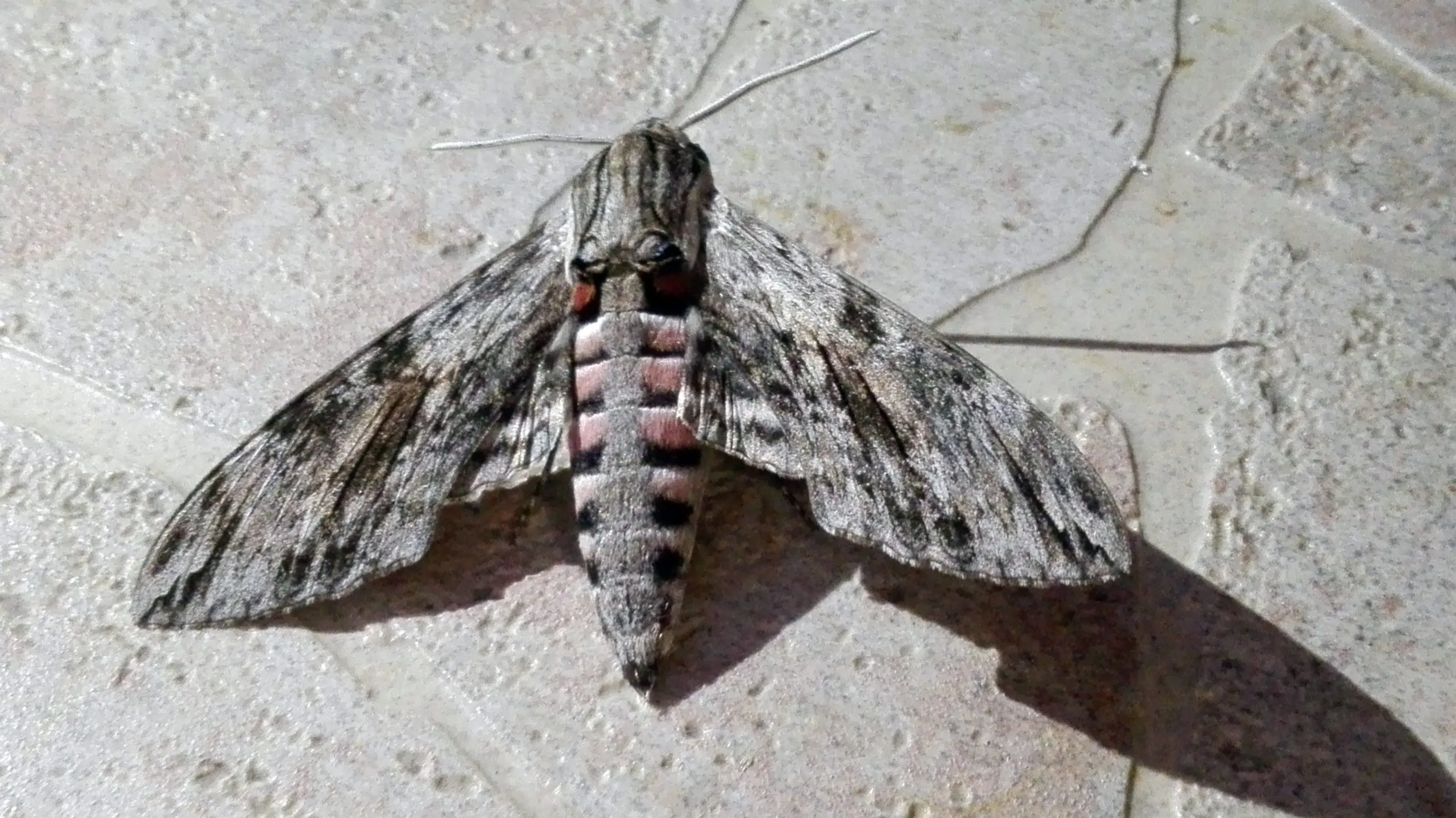 Agrius convolvuli: foto dell'infestante