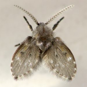 clogmia albipunctata