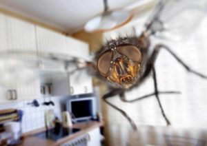 mosca che vola in cucina
