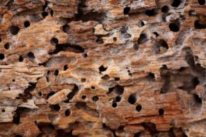 danni termiti del legno