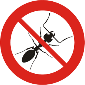 disinfestazioni formiche 