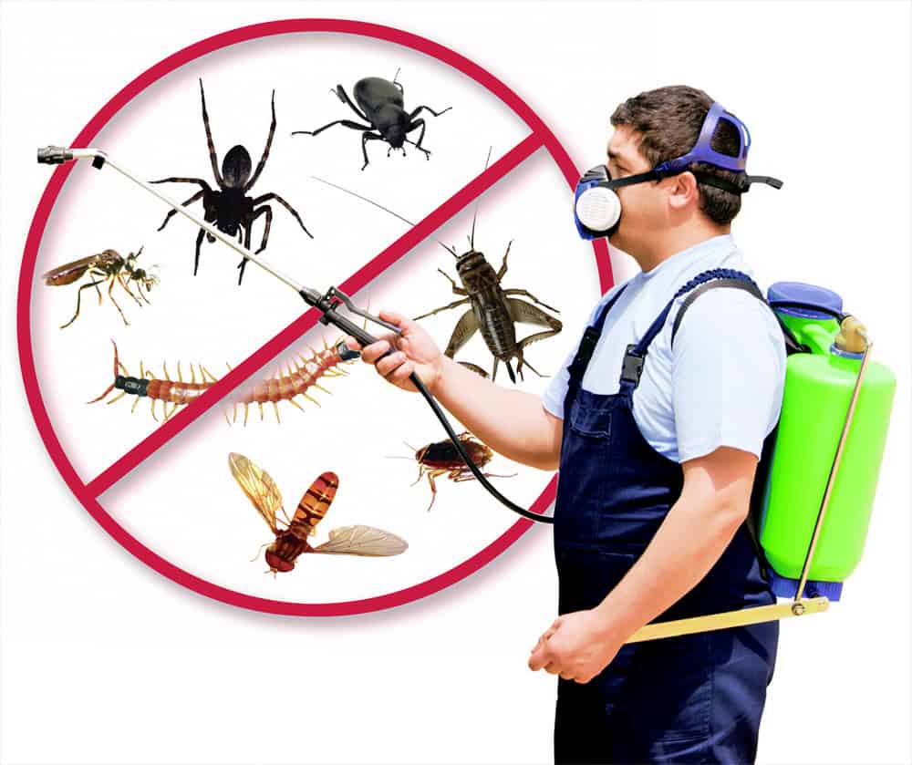 disinfestatore su sfondo bianco con sette insetti