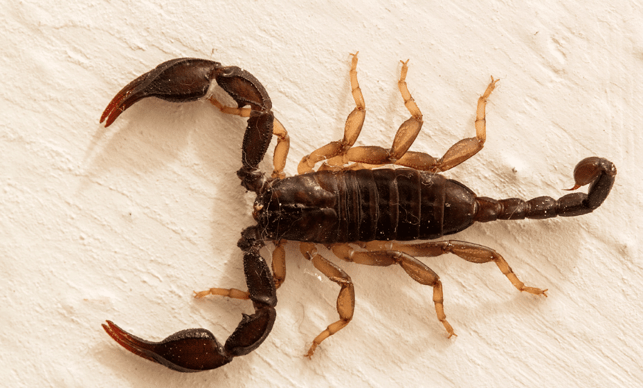 Scorpione Italiano (Escorpius Italicus)