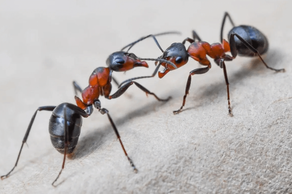 formica acrobata