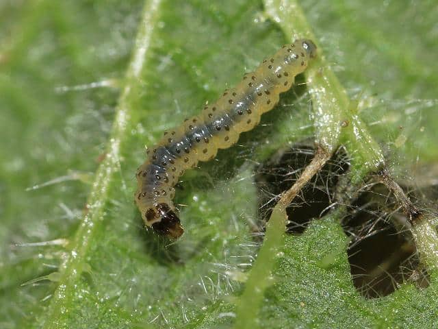 larva anthophila fabriciana