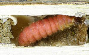 larva di Trichodes apiarius