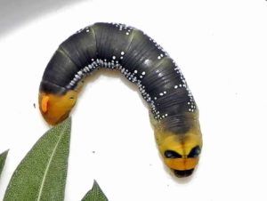 larva-di-daphnis-nerii