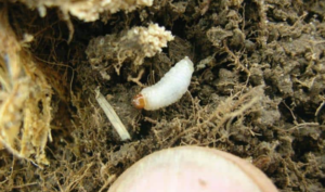 larva di punteruolo
