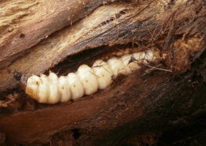 larve-de-paysandisia-archon