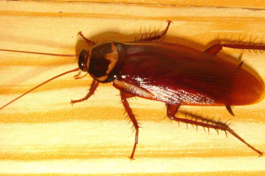 lo scarafaggio asiatico