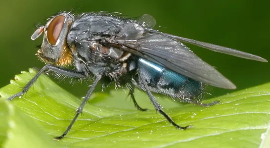 Calliphora Vomitoria: foto dell'infestante