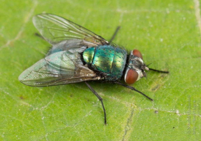 mosche verdi insetti