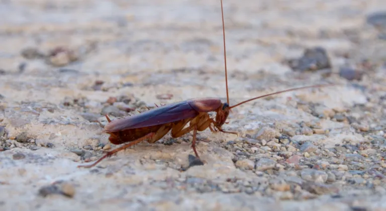 Periplaneta Americana: foto dell'infestante