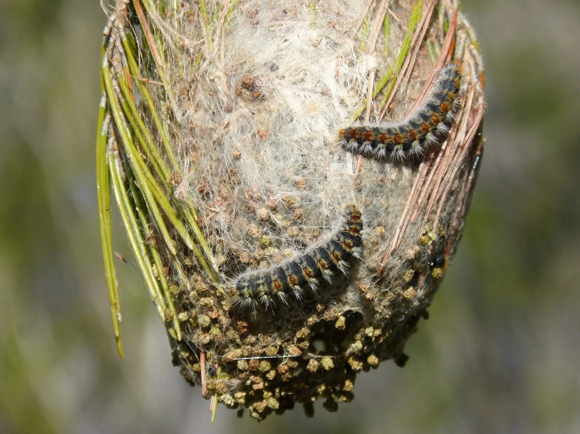 Processionaria del Pino: foto dell'infestante