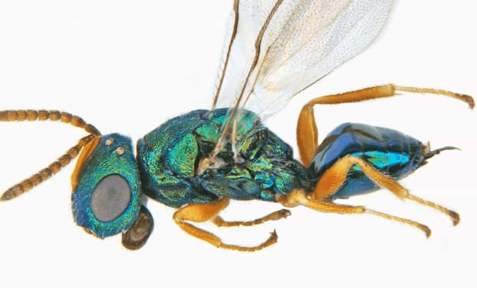 pteromalidae