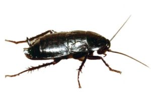 scarafaggio asiatico