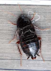 scarafaggio nero