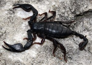 scorpioni