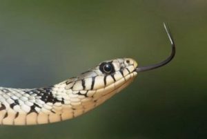 serpente del grano