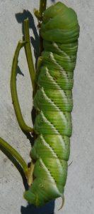 sphingidae larva