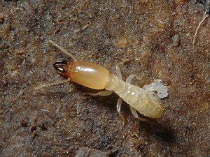 termiti-del-legno