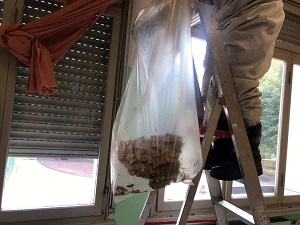 rimozione nido di vespe