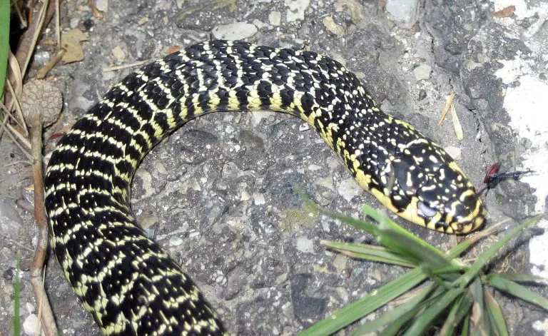 Biacco (Hierophis viridiflavus) con il disegno giallo e nero