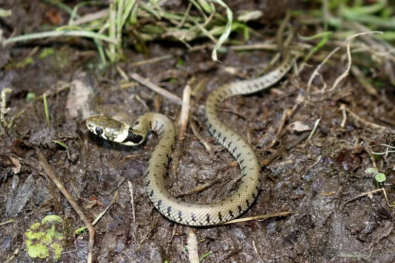 Biscia dal collare (Natrix helvetica) sul terreno