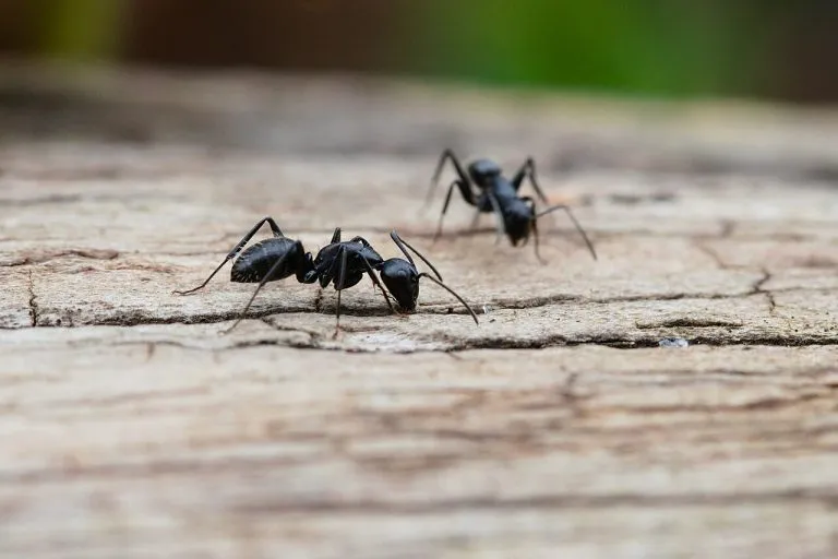 Formiche carpentiere (Camponotus vagus) su una tavola di legno