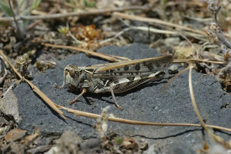Cavalletta del Marocco (Dociostaurus maroccanus), femmina