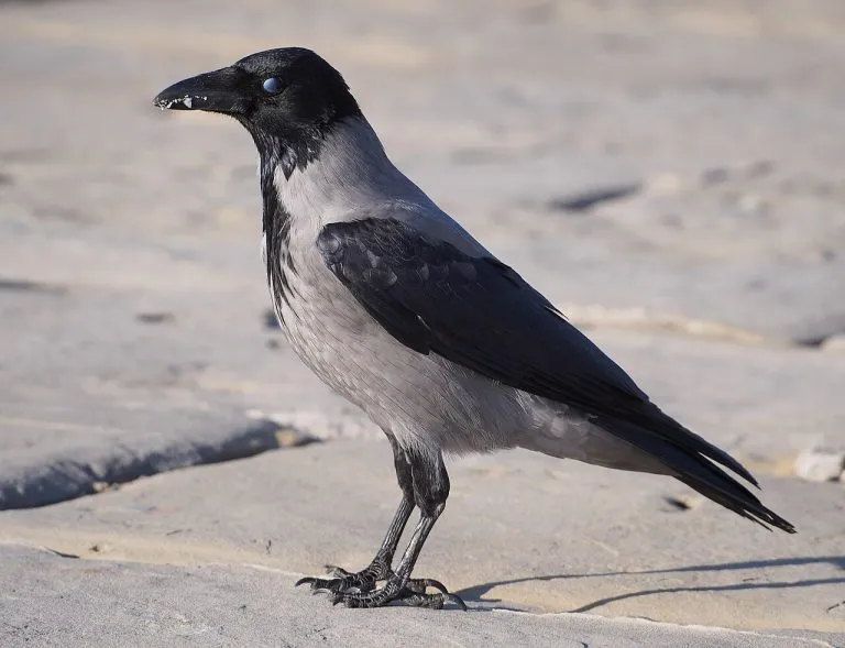 Cornacchia grigia (Corvus cornix) sul litorale