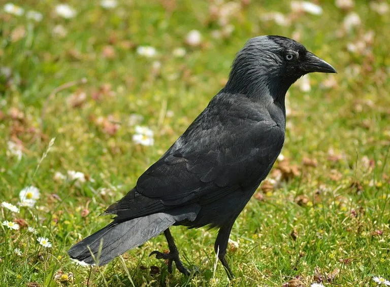 Taccola (Corvus monedula) in un prato