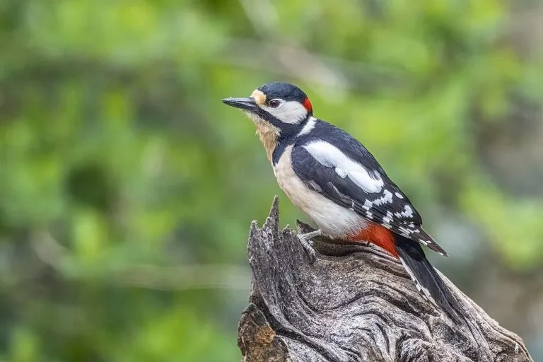 Picchio rosso maggiore (Dendrocopos major), maschio, su un ceppo