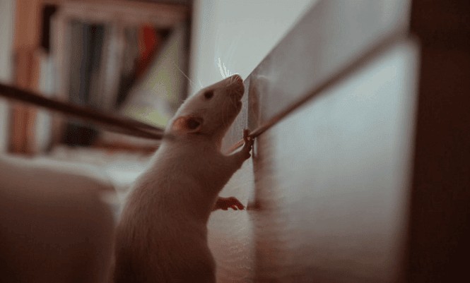 disinfestazione da topi in bliblioteca