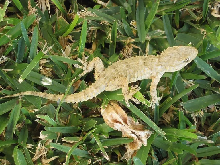 Geco comune (Tarentola mauritanica) sull'erba