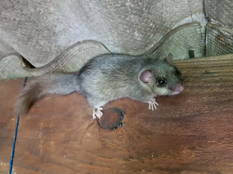 Ghiro (Glis glis) su una trave di legno in un sottotetto