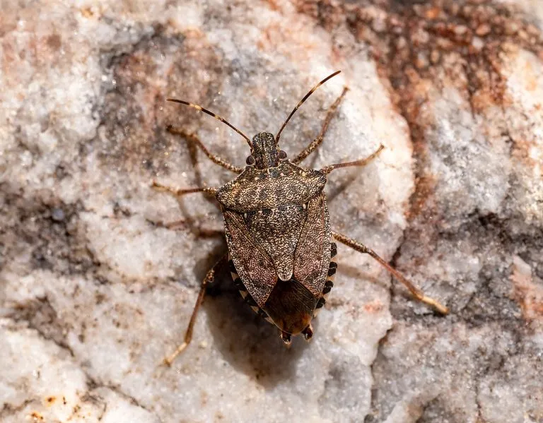 Cimice asiatica (Halyomorpha halys) su una roccia chiara