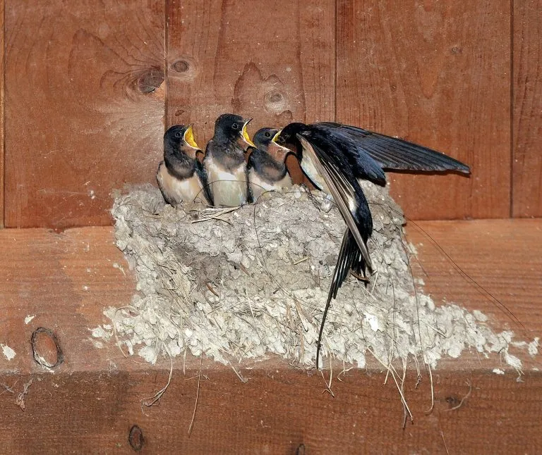 Rondini (Hirundo rustica) al nido di fango con i pulcini