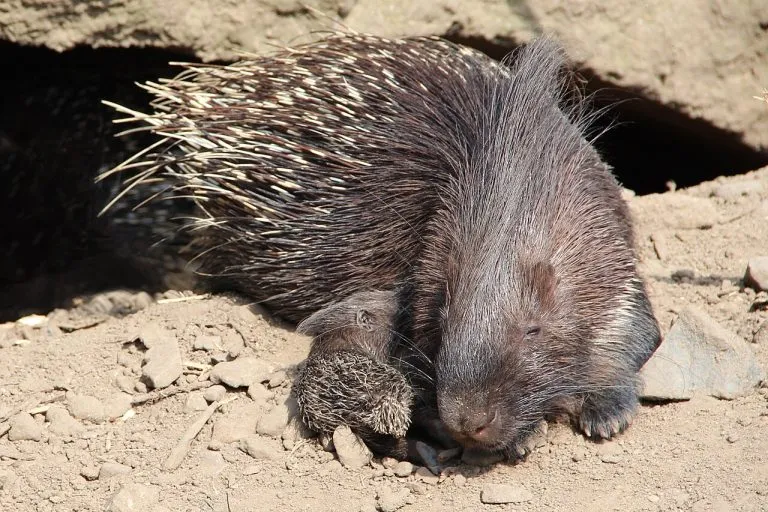 Istrice (Hystrix cristata) adulta vicino alla tana