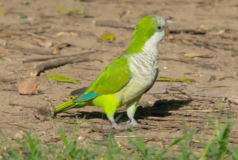 Parrocchetto monaco (Myiopsitta monachus) a terra