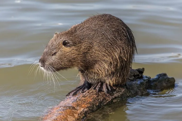 Nutria (Myocastor coypus) su un tronco in riva all'acqua