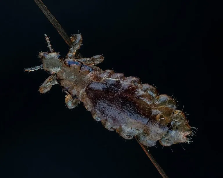 Pidocchio del capo (Pediculus humanus capitis) ingrandito