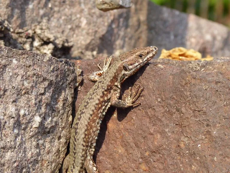 Lucertola muraiola (Podarcis muralis) su un muro di pietra