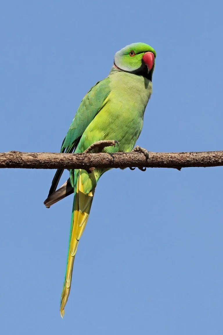 Parrocchetto dal collare (Psittacula krameri), maschio, su un ramo