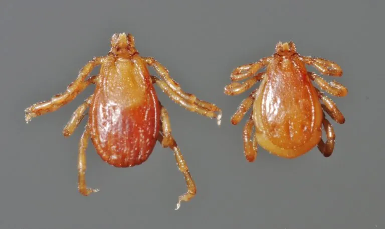 Zecca bruna del cane (Rhipicephalus sanguineus), femmina e maschio