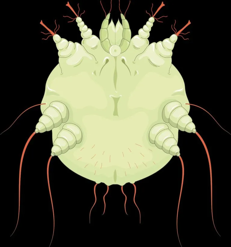 Illustrazione dell'acaro della scabbia (Sarcoptes scabiei) vista dal lato ventrale
