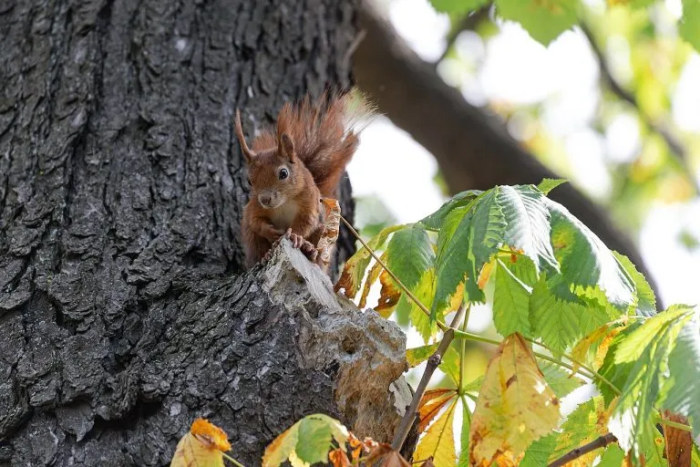 Scoiattolo rosso (Sciurus vulgaris) su un tronco