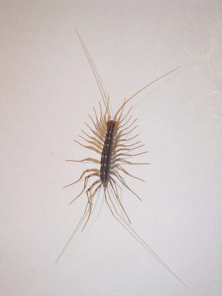 Scutigera (Scutigera coleoptrata) con le lunghe zampe, vista dall'alto